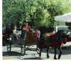 Roxie -wagon ride.jpg (403618 bytes)